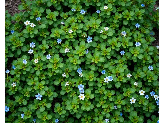 Dense, vibrant native groundcover plants thriving in a Japanese garden, showcasing their ability to suppress weeds and reduce erosion.