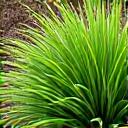 Clump of lush green Japanese Sedge (Carex morrowii) with narrow, arching leaves, suitable for shady, moist slopes.