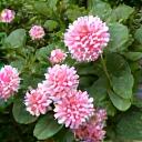Delicate pink flower clusters of Japanese Spiraea (Spiraea japonica) on a green bushy plant, attracting pollinators.
