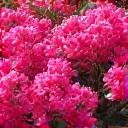 Vibrant pink and red blossoms of Rhododendron indicum (Satsuki Azalea) on a compact bush, often used in Japanese gardens.